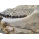 Bronthotherium megaceratops jaw