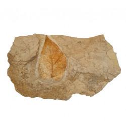Ulmus sp.
