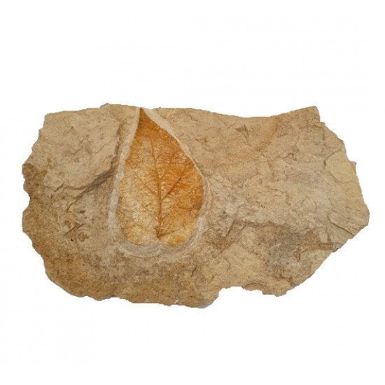 Ulmus sp.