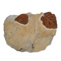 Vitis teutonica