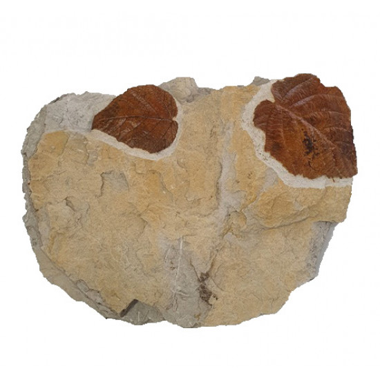 Vitis teutonica