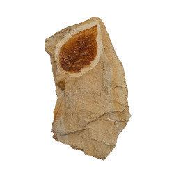 Ulmus sp.