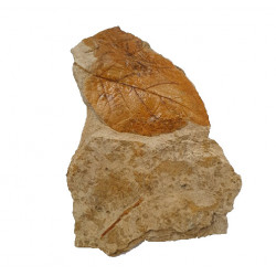 Diospyros discreta