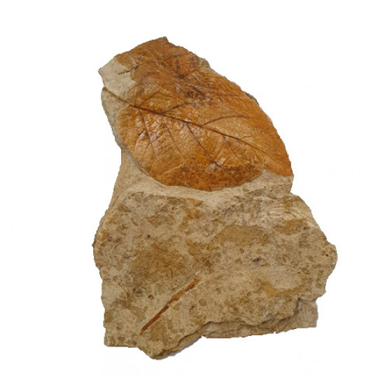 Diospyros discreta
