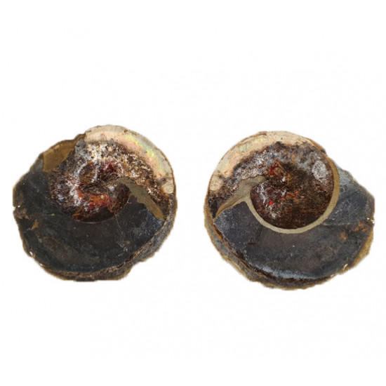 Sphenodiscus lenticularis (opalized)