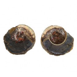 Sphenodiscus lenticularis (opalized)