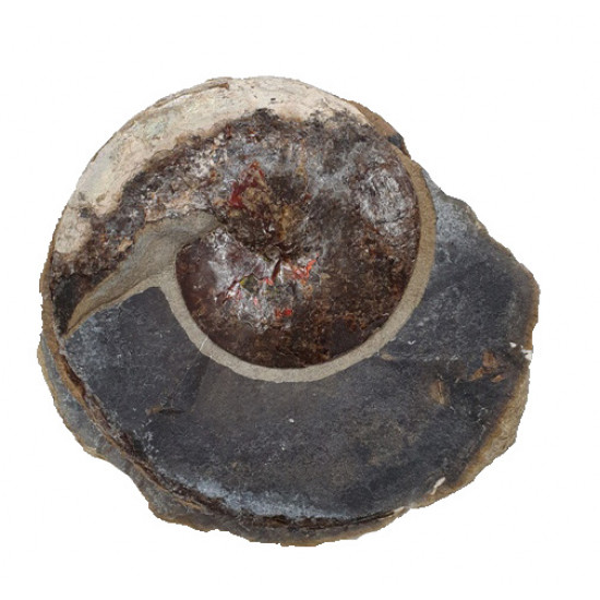 Sphenodiscus lenticularis (opalized)