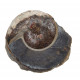 Sphenodiscus lenticularis (opalized)