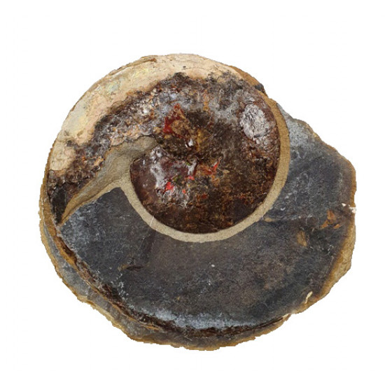 Sphenodiscus lenticularis (opalized)