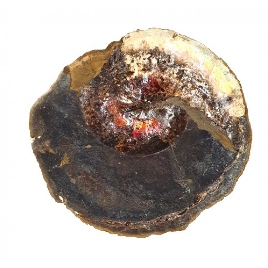 Sphenodiscus lenticularis (opalized)