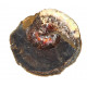 Sphenodiscus lenticularis (opalized)