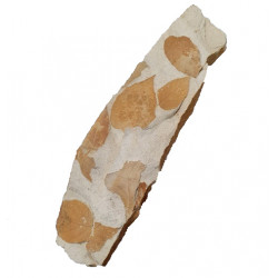 fossil leaf