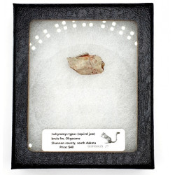 Ischyromys typus (squirel jaw)