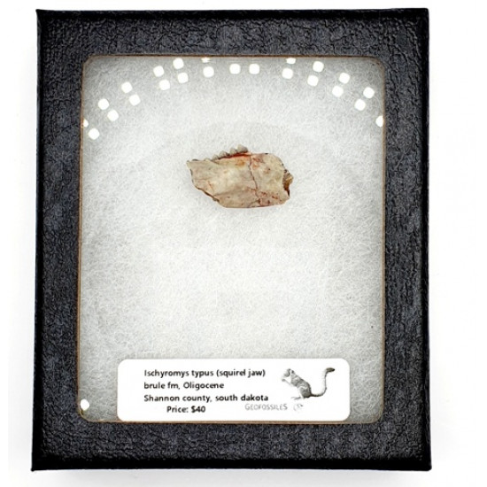 Ischyromys typus (squirel jaw)