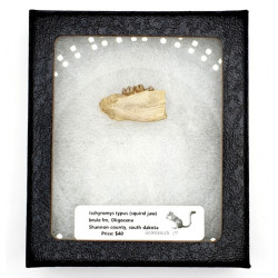 Ischyromys typus (squirel jaw)
