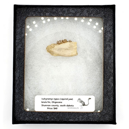 Ischyromys typus (squirel jaw)