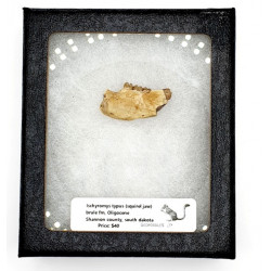 Ischyromys typus (squirel jaw)