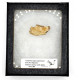 Ischyromys typus (squirel jaw)