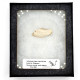 Ischyromys typus (squirel jaw)