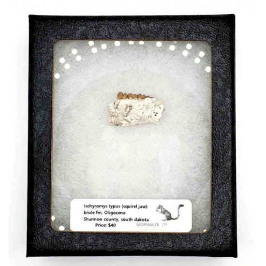 Ischyromys typus (squirel jaw)