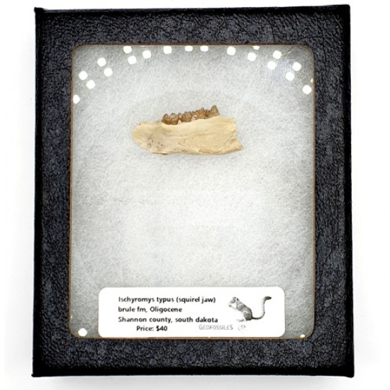 Ischyromys typus (squirel jaw)
