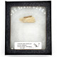 Ischyromys typus (squirel jaw)