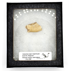Ischyromys typus (squirel jaw)