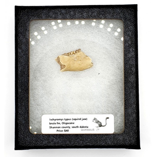 Ischyromys typus (squirel jaw)
