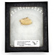 Ischyromys typus (squirel jaw)