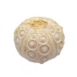 Dorocidaris taouzensis