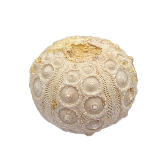 Dorocidaris taouzensis
