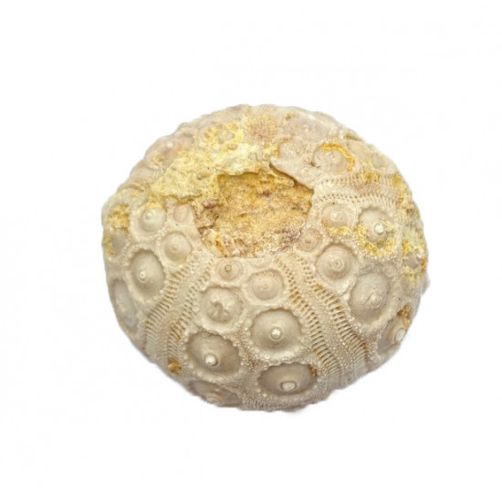 Dorocidaris taouzensis
