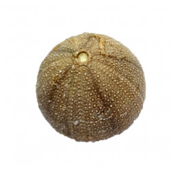 stomechinus multigranularis