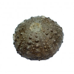pseudodiadema pseudodiadema