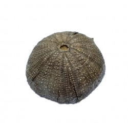 Stomechinus multigranularis
