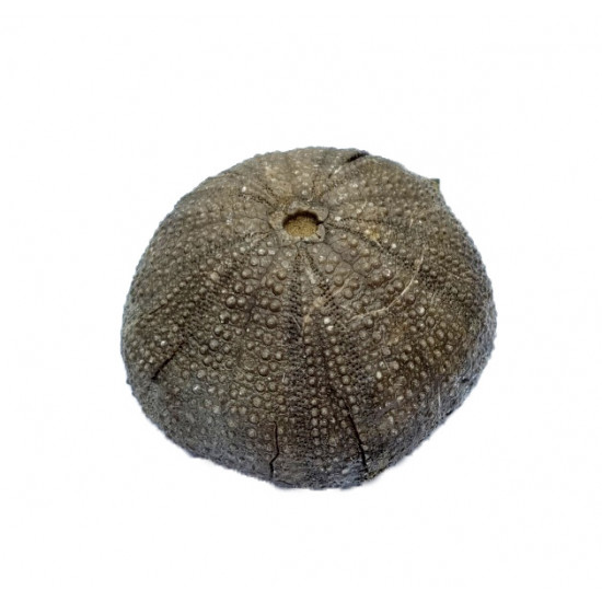 Stomechinus multigranularis