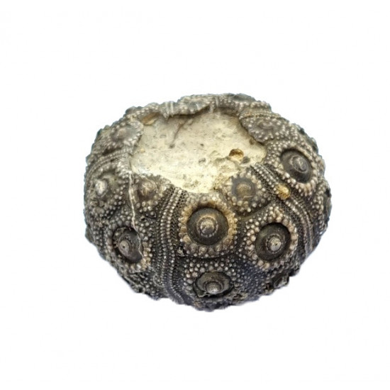plegiocidaris mercieri