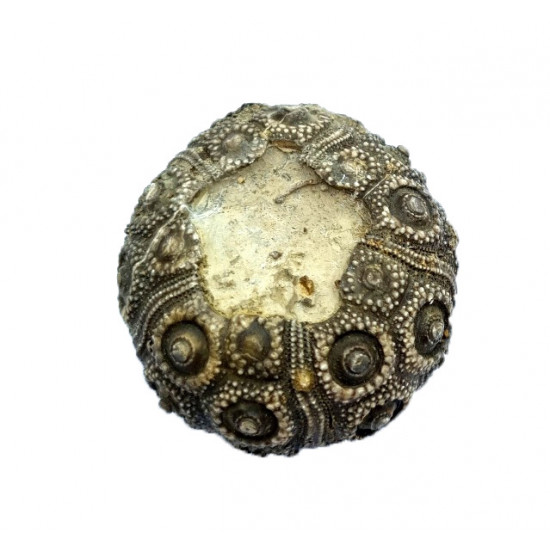 plegiocidaris mercieri