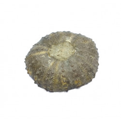 Diplopodia pentagona