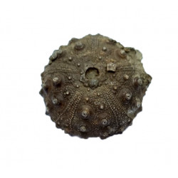 gymnocidaris atchanensis