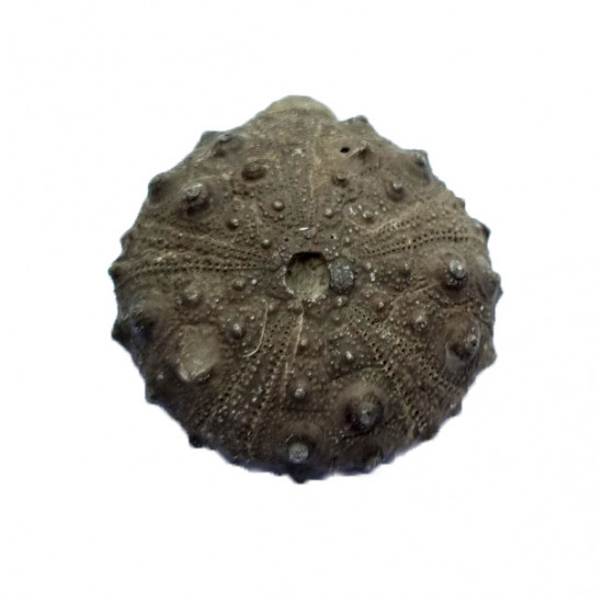 gymnocidaris atchanensis