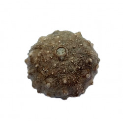 asterocidaris bistriata