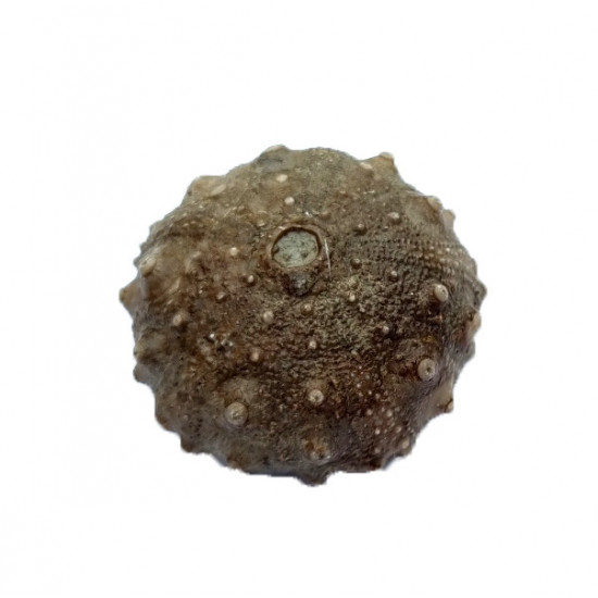 asterocidaris bistriata asterocidaris bistriata