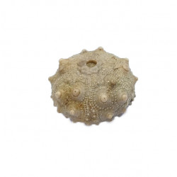 asterocidaris bistriata