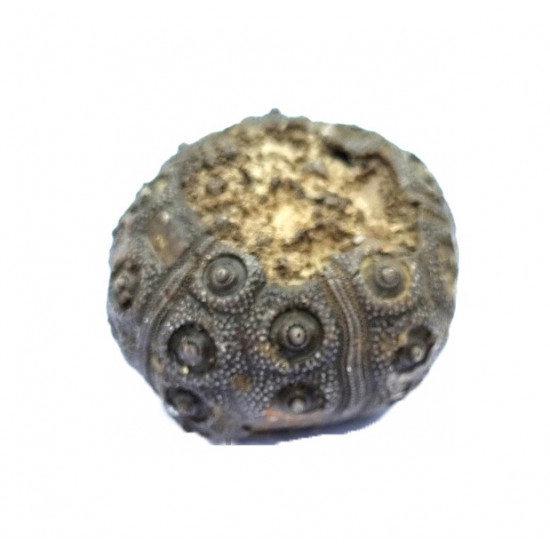 plegiocidaris mercieri