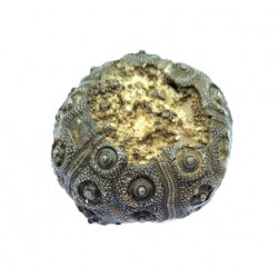 plegiocidaris mercieri