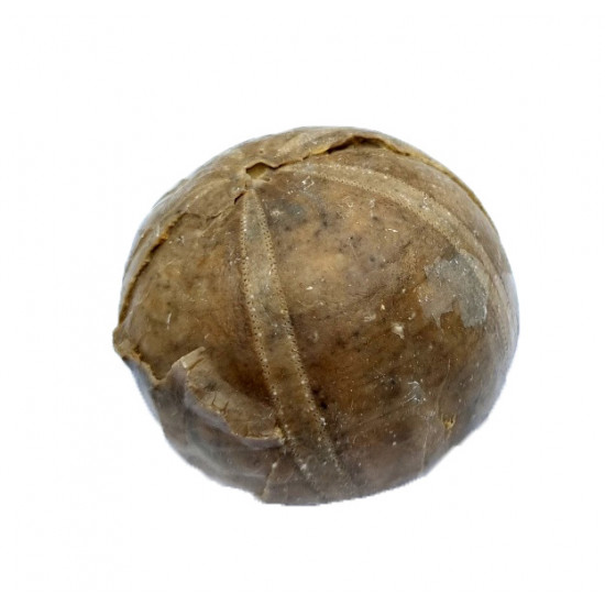 gymnodiadema choffati