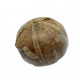 gymnodiadema choffati