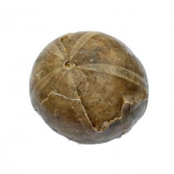 gymnodiadema choffati