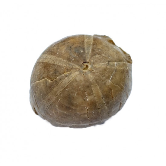 gymnodiadema choffati
